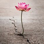 Lotus Beauty, Hampstead Theatre Lotus Beauty, Hampstead Theatre